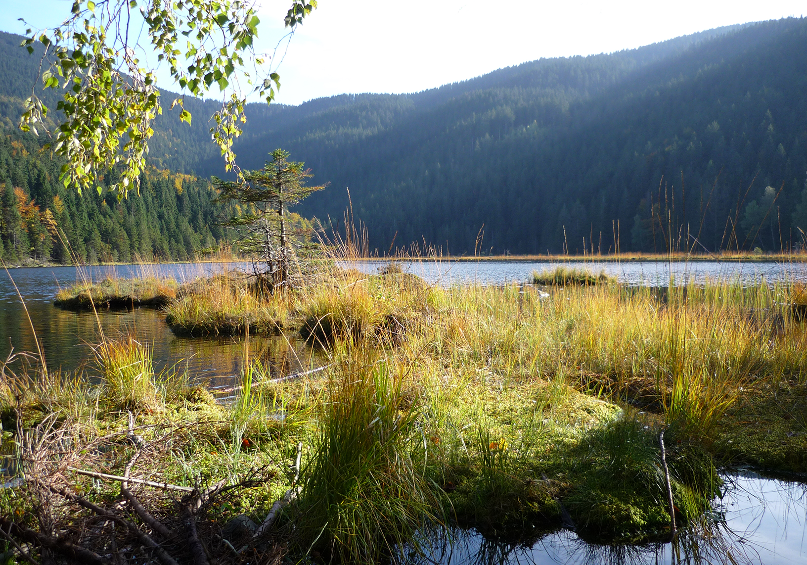 bay. Wald